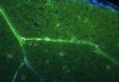 발현을 보여주고 있는 포플러나무의 순환조직 ⓒ British Columbia