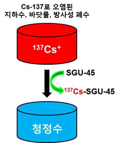 세슘-137로 오염된 물의 정화 원리. SGU-45를 방사성 Cs 이온(137Cs으로 표시)으로 오염된 바닷물과 지하수에 분산시키면 K+(칼륨) 이온이 Cs이온과 이온교환을 하여 오염된 세슘을 제거하게 된다. ⓒ 한국연구재단