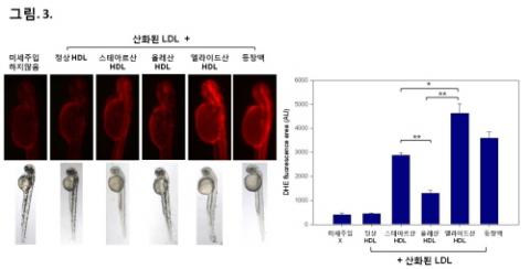 트랜스지방에 의한 제브라피쉬 배아의 염증 유발 및 사멸 증가. 제브라피쉬 배아에 산화된 LDL과 트랜스지방이 결합된 HDL을 혼합한 시료를 미세주입해 배아의 염증유발 및 발달속도를 비교했다. ⓒ ScienceTimes