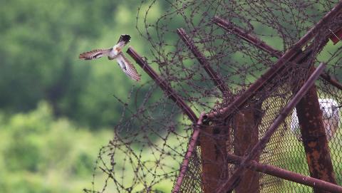 여름 철새인 뻐꾸기. 최근 정보통신기술과 결합된 철새 이동 경로 연구가 이루어지고 있다. ⓒ 연합뉴스