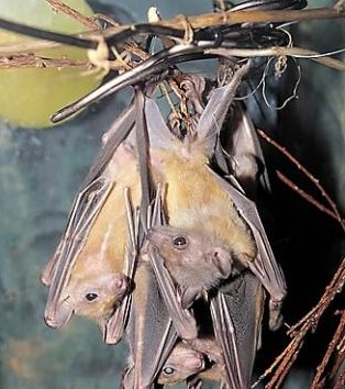 에볼라 바이러스의 자연 숙주로 의심받는 서아프리카 과일 박쥐. ⓒ 연합뉴스