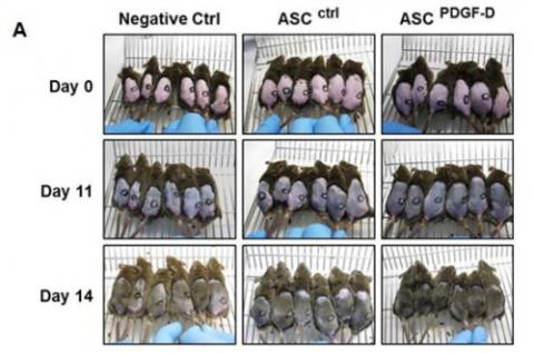 PDGF-D로 배양한 지방줄기세포에서 촉진된 발모효과. 생쥐의 등 부분의 털을 제거한 후 시일의 경과에 따라 털이 다시 자라나는 정도를 살펴본 것으로 대조군(왼쪽 패널-Negative Ctrl, 가운데 패널-ASCctrl)과 달리 PDGF-D를 전처리한 지방줄기세포를 투여한 생쥐(오른쪽 패널- ASCPDGF-D)의 경우 14일 경과후 털이 상당 부분 자라나 등 부분을 덮은 것을 볼 수 있다. ⓒ 한국연구재단
