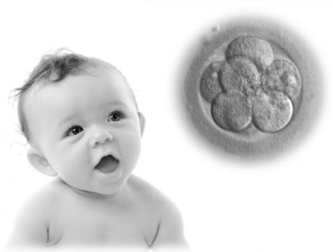 첨단 유전자 편집기술을 인간 배아(human embryo)에 적용하는 것을 놓고 유전학자들 간에 치열한 윤리 논쟁이 벌어지고 있다. 사진은 유타 대학의 생명과학 윤리 교육 프로그램 과정 웹사이트. ⓒhttp://learn.genetics.utah.edu/