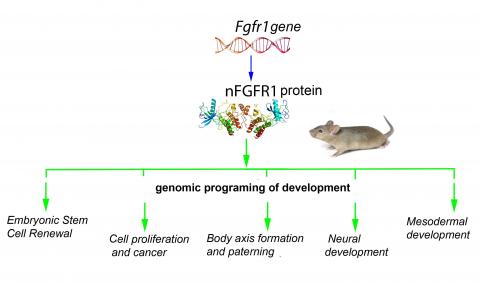 미국 버펄로대학 연구진이 제시한 nuclear FGFR1 단백질이 주도하는 발달에 관한 범유전체 프로그래밍 도해 . ⓒ ScienceTimes