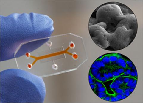미국의 하버드대 위스 연구소(Wyss Institute)에서최근 개발한 ‘렁 온 칩(Lung on a chip)’. 사람의 폐와 유사한 기능을 갖고 있는 미니 인공장기다. 최근 많은 연구소에서 이 인공 칩을 활용해 신약개발에 나서고 있다. ⓒhttp://wyss.harvard.edu/