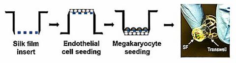 연구팀이 고안한 기능성 혈소판 생성과정 ⓒ ScienceTimes