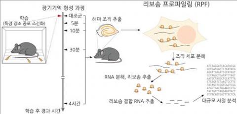 강봉균 서울대 교수 연구팀과 김빛내리 기초과학연구원 단장 연구팀이 뇌의 장기기억 형성 과정에서 일어나는 단백질 합성의 정도를 측정하기 위해 사용한 실험방법. 500여마리의 생쥐를 이용해 학습 뒤 시간대별로 생쥐의 해마에서 일어나는 변화를 추적했다. ⓒ 서울대