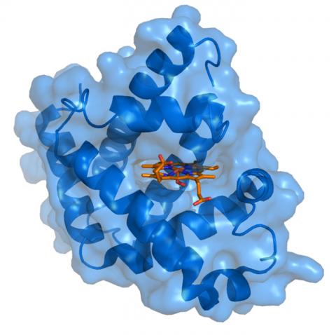 근육 조직에서 발견되는 철분과 산소가 결합된 단백질인 미오글로빈(Myoglobin, 푸른색)과 그 리간드인 heme(헤모글로빈의 색소성분, 오렌지색)이 결합된 모습. 자료 : Wikipedia / Thomas Splettstoesser