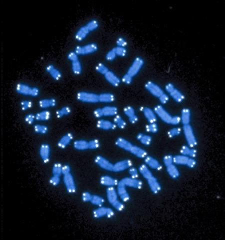 염색체(푸른 색) 끝에 있는 텔로미어(흰색) 전자현미경 사진. 자료 : Hesed Padilla-Nash and Thomas Ried, National Cancer Institute, National Institutes of Health