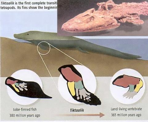 2006 년에 발견된 틱탈리크(Tiktaalik) 화석(오른쪽 위 작은 그림)은 물고기와 육지의 척추 동물 사이의 전이를 더욱 자세히 밝혀냈다. 그림은 앞다리가 변이한 과정. Credit : Age of Animals / A Review of the Universe - Structures, Evolutions, Observations, and Theories