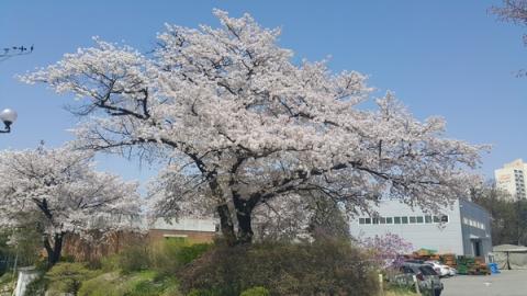 벚나무는 목재로도 손색이 없는 나무다 ⓒ 산림과학원