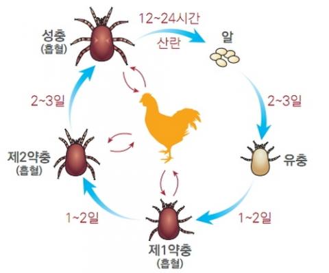 닭 진드기의 라이프사이클 ⓒ 농촌진흥청