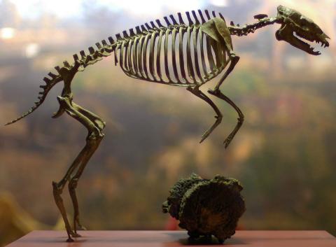 미국 자연사박물관에 전시 중인 5500만년 전 말의 조상 ' ‘히라코테리움(Hyracotherium)’. 최초의 말은 개처럼 작았고, 앞발에는 3개, 뒷발에는 4개의 발가락이 있었으나 숲에서 초원으로 서식지를 옮기면서 지금의 강한 말발굽으로 변신했다는 사실이 3D 스캐닝 분석으로 확인되고 있다.