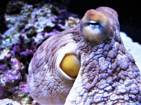 바위 표면처럼 보이는 문어의 피부. ⓒ 김웅서 / ScienceTimes