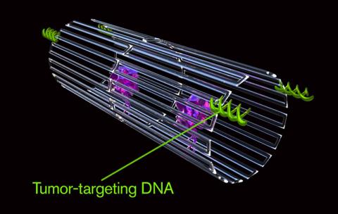 암 세포만을 공격하는 나노로봇을 프로그래밍하기 위해서는 로봇 표면에 DNA 앱타머라는 특수 탑재물을 포함해야 한다. 뉴클레올린(nucleolin)이라는 단백질을 특이적으로 표적화하는 DNA 앱타머는 종양 내피 세포의 표면에서만 대량으로 만들어지고 건강한 세포의 표면에서는 발견되지 않는다. CREDIT: Jason Drees, Arizona State University
