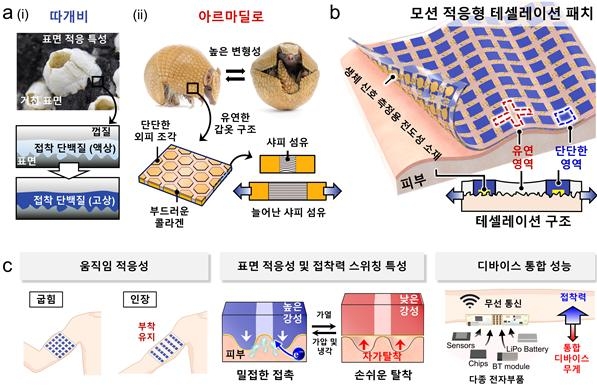 따개비와 아르마딜로를 모방한 피부 패치 구조 ⓒ울산과학기술원 제공
