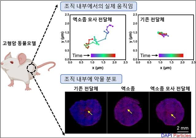 고형암 동물모델에서 엑소좀 모사 전달체의 침투 성능 ⓒKIST 제공