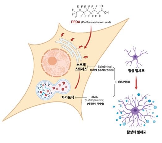 과불화옥탄산에 의해 유발되는 뇌 염증 ⓒ국가독성과학연구소 제공