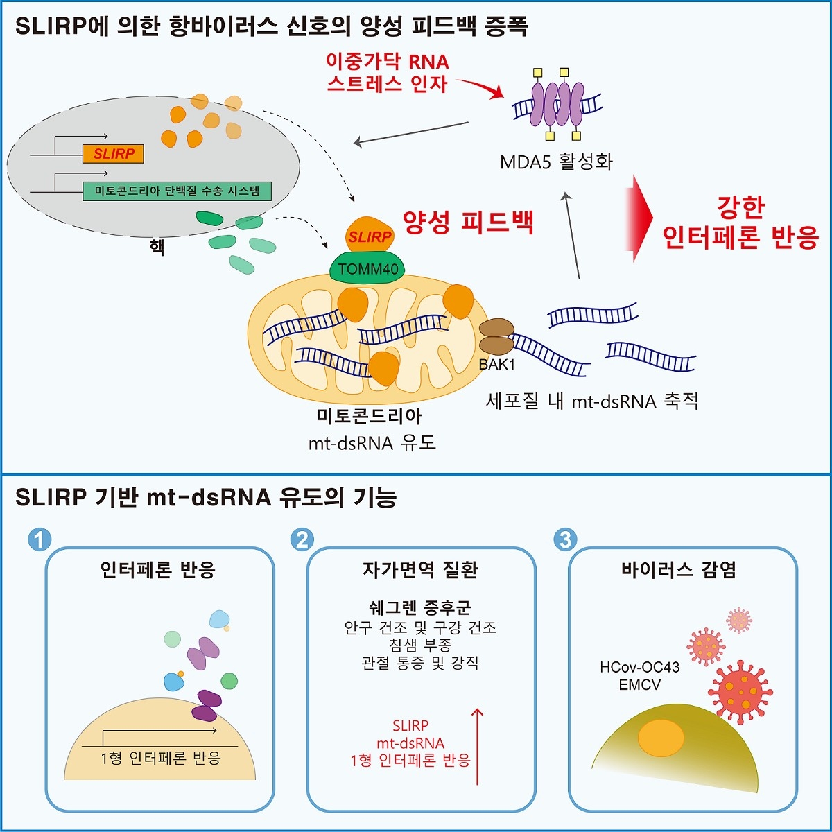 슬러프 단백질에 의한 항바이러스 반응 모식도 ⓒKAIST 제공