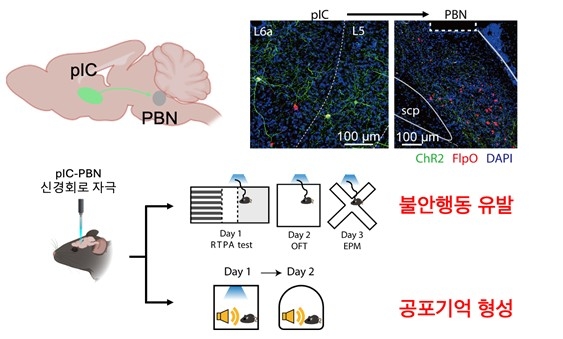 생쥐의 심리적 공포 기억 회로 활성화 ⓒKAIST 제공