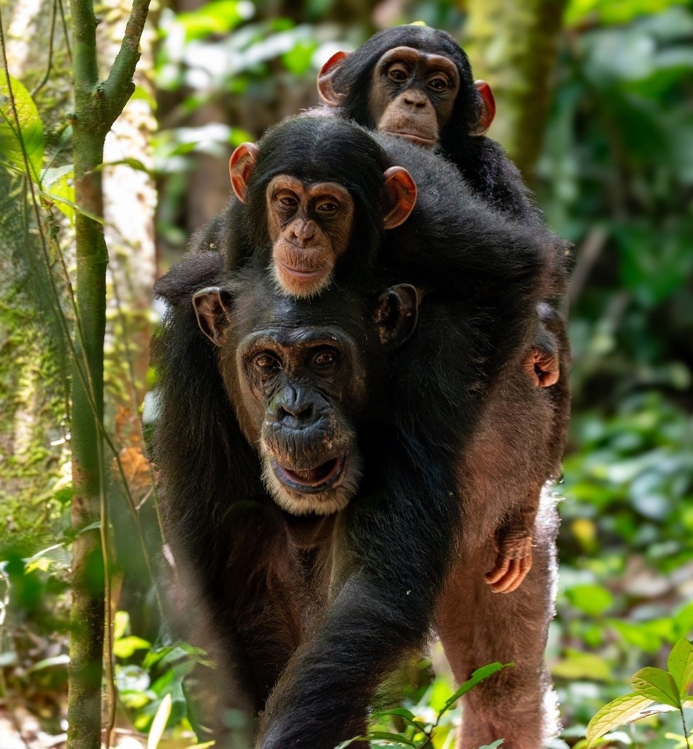 쌍둥이를 등에 업고 가는 어미 침팬지 ⓒAntoine Valet, Tai Chimpanzee Project 제공