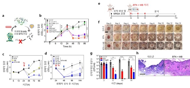 돼지 피부 감염 생체막 모델과 쥐 피부 상처 감염 모델 실험 결과 ⓒKAIST 제공