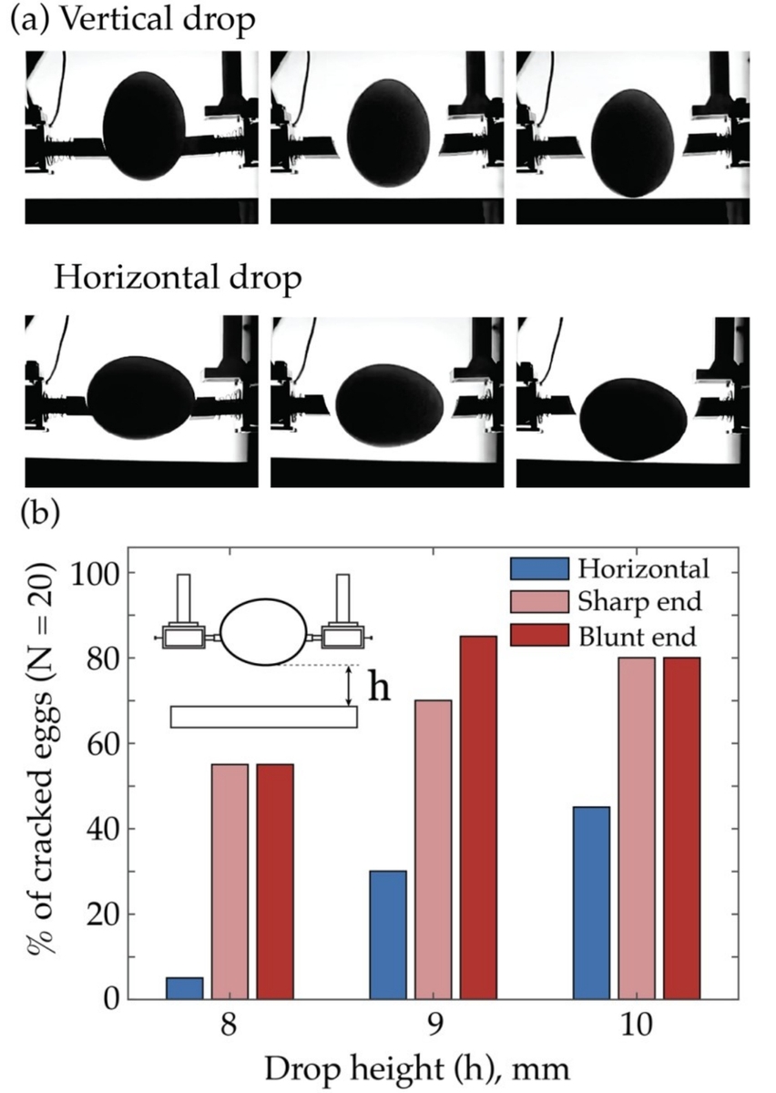 달걀을 세로 방향과 가로 방향으로 떨어뜨리는 실험 및 결과 ⓒCommunications Physics / Tal Cohen et al. 제공
