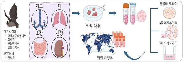 다종-다조직 박쥐 오가노이드 플랫폼 ⓒIBS 제공