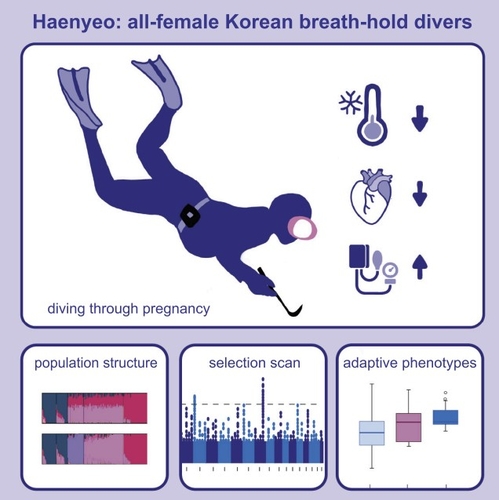 잠수 활동으로 인한 제주 해녀 유전자 변이 연구 ⓒCell Reports / Aguilar-Gómez et al. 제공