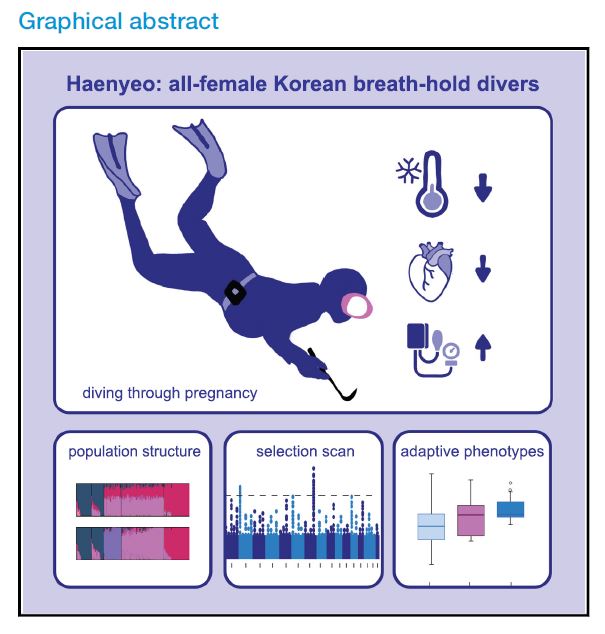 제주 해녀는 반복적인 잠수 훈련과 자연선택을 통해 다이빙에 특화된 집단일 가능성이 제기되었다 ⒸCell Reports