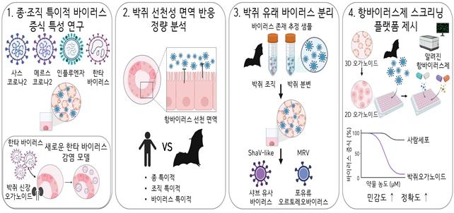 박쥐 오가노이드를 활용한 주요 연구 결과 ⓒIBS 제공
