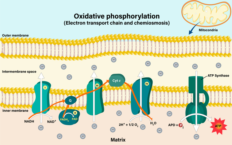 미토콘드리아에서는 전자전달계(electron transport chain, ETC)라는 전자의 흐름을 통하여 에너지가 생성된다 ⒸGetty Images