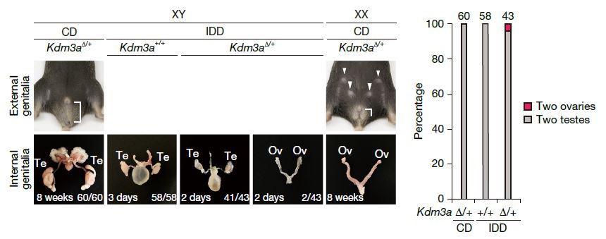KDM3A 기능이 일부 결여될 경우, 철분이 결핍된 식이를 제공하면 수컷 태아에서도 난소가 형성될 수 있다 ⒸNature