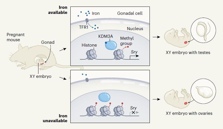 철분이 부족하면 XY 염색체를 가진 태아에서 난소가 발달한다 ⒸNature