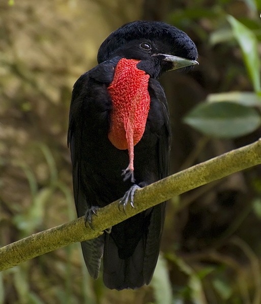 멸종 위기 조류 민목우산새(Bare-necked umbrellabird) ⓒMauricio Calderon 제공