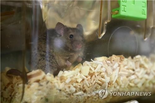 실험용 생쥐. 기사 내용과 직접 관련 없음 ⓒ한국기초과학지원연구원 제공