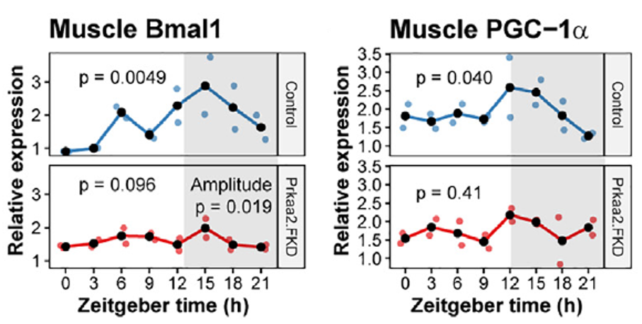AMPKα2가 지방세포에서 제거되면 근육 내 에너지 대사(PGC-1α) 및 생체 시계(Bmal1) 인자의 발현 주기가 망가진다 ⒸCell Metab