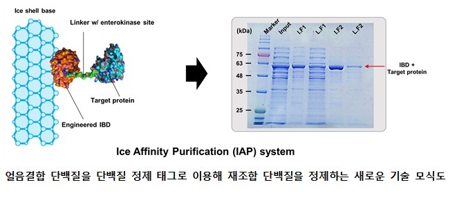 얼음 친화 정제 시스템 ⓒ극지연구소 제공