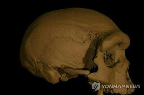 새로운 고대 인류 '호모 롱기'로 분류됐던 하얼빈 두개골 ⓒAFP=연합뉴스 자료사진