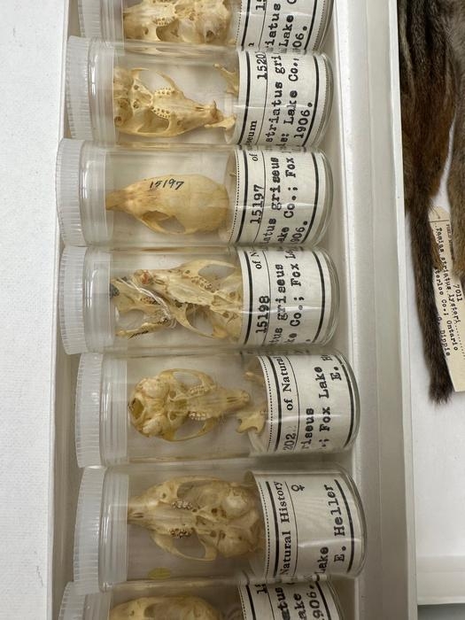 1906년 시카고에서 수집된 다람쥐 두개골 ⓒField Museum 제공