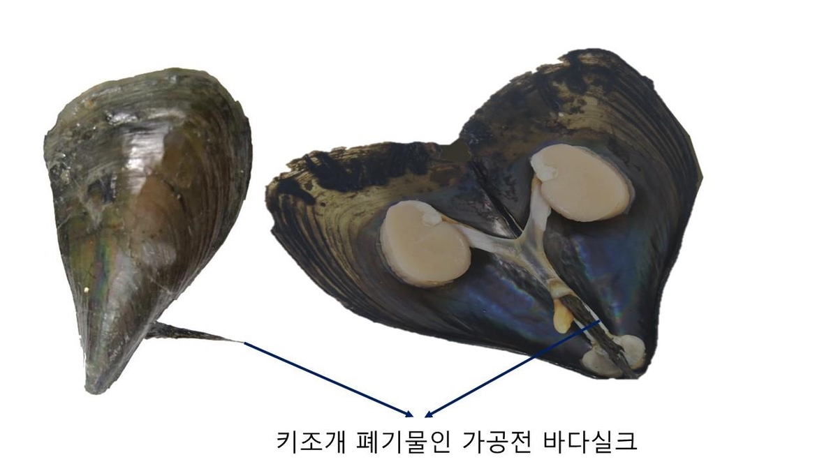 키조개 폐기물 ⓒ포항공대 제공