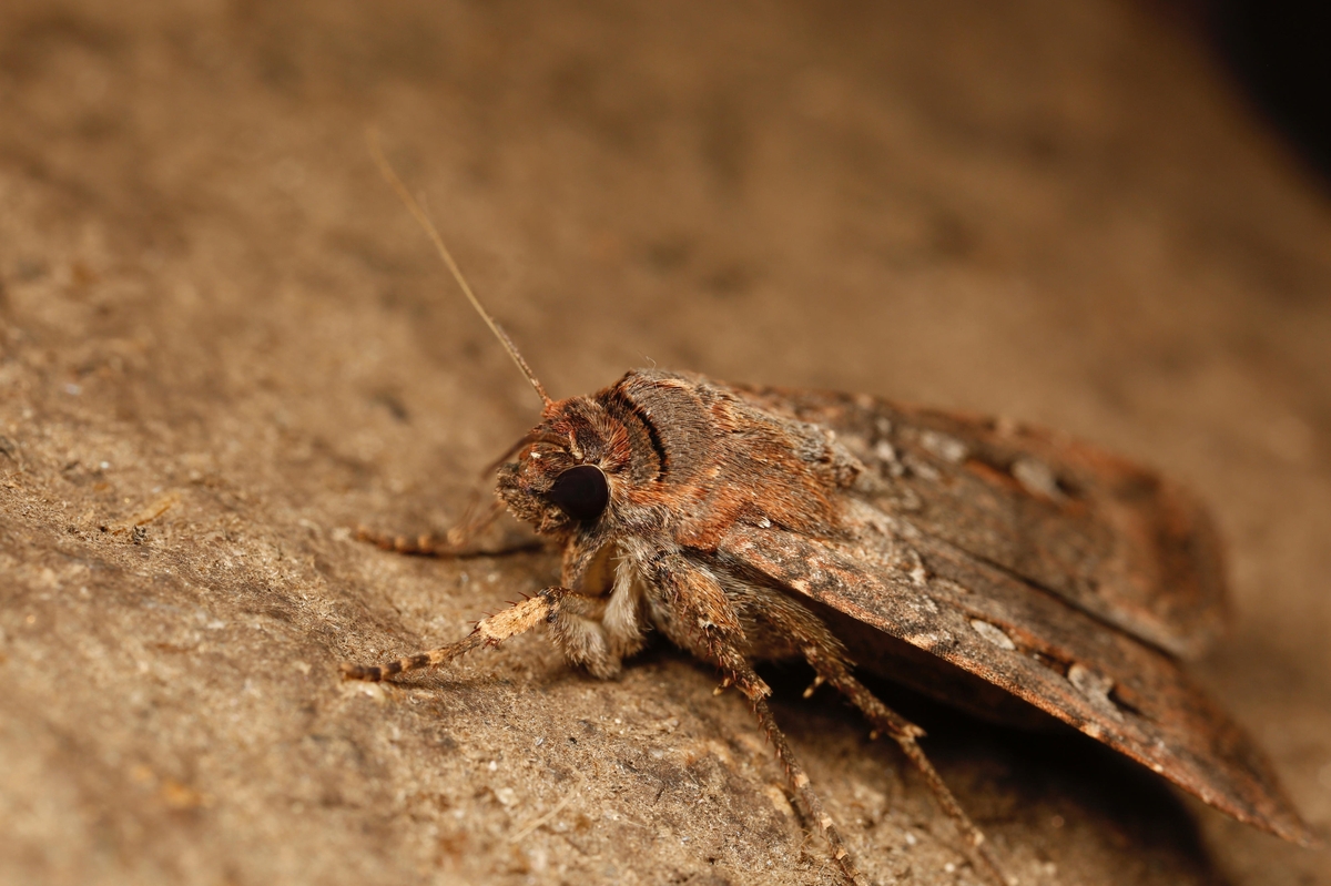 호주 보공나방(Bogong moth, Agrotis infusa) ⓒDr. Ajay Narendra(Macquarie University)
