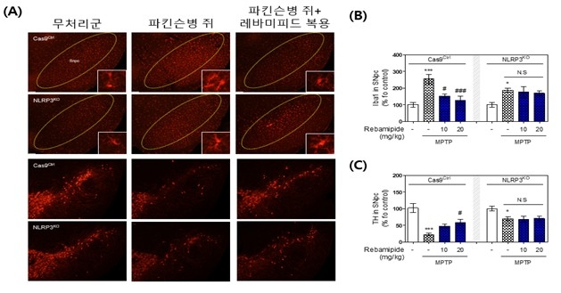 레바미피드의 파킨슨병 쥐 염증 억제 효과 ⓒ한국한의학연구원 제공