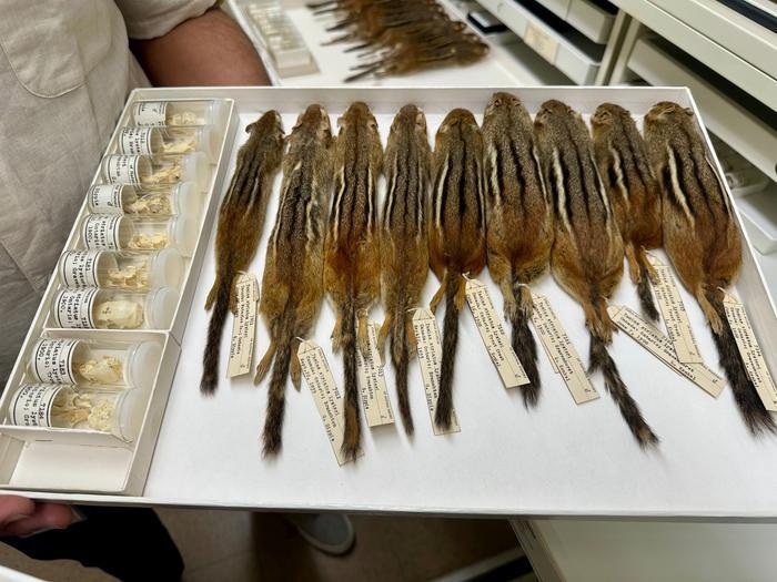 필드 박물관의 다람쥐 표본 ⓒField Museum 제공