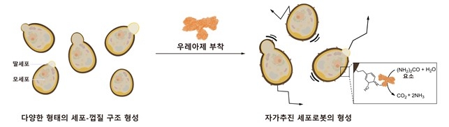 세포로봇의 구동 원리 ⓒKAIST 제공