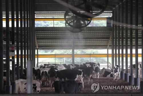 대형선풍기와 냉각안개로 더위 식히는 젖소들. 기사 내용과 직접 관련 없음 ⓒ연합뉴스 자료사진