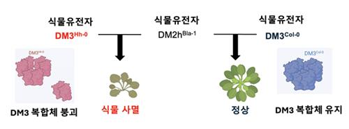 연구 모식도 ⓒKAIST 제공
