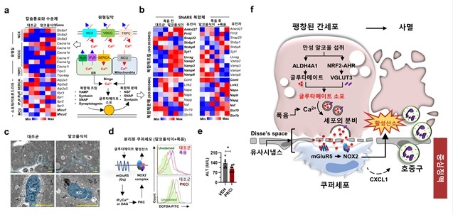 음주 시 간세포 팽창으로 쿠퍼세포와 가까워진 모습 ⓒKAIST 제공