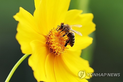 꽃에 앉은 벌 ⓒ연합뉴스 자료사진