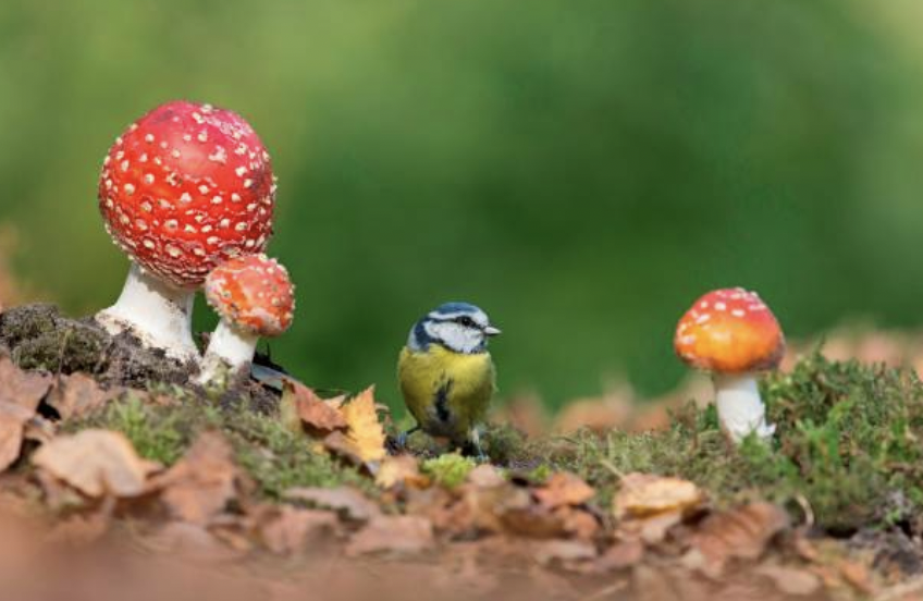 동화에 등장하는 빨간 바탕에 흰 점박이의 광대버섯(fly agaric)도 같은 속으로, 알광대버섯의 사촌격이다. © Getty Images